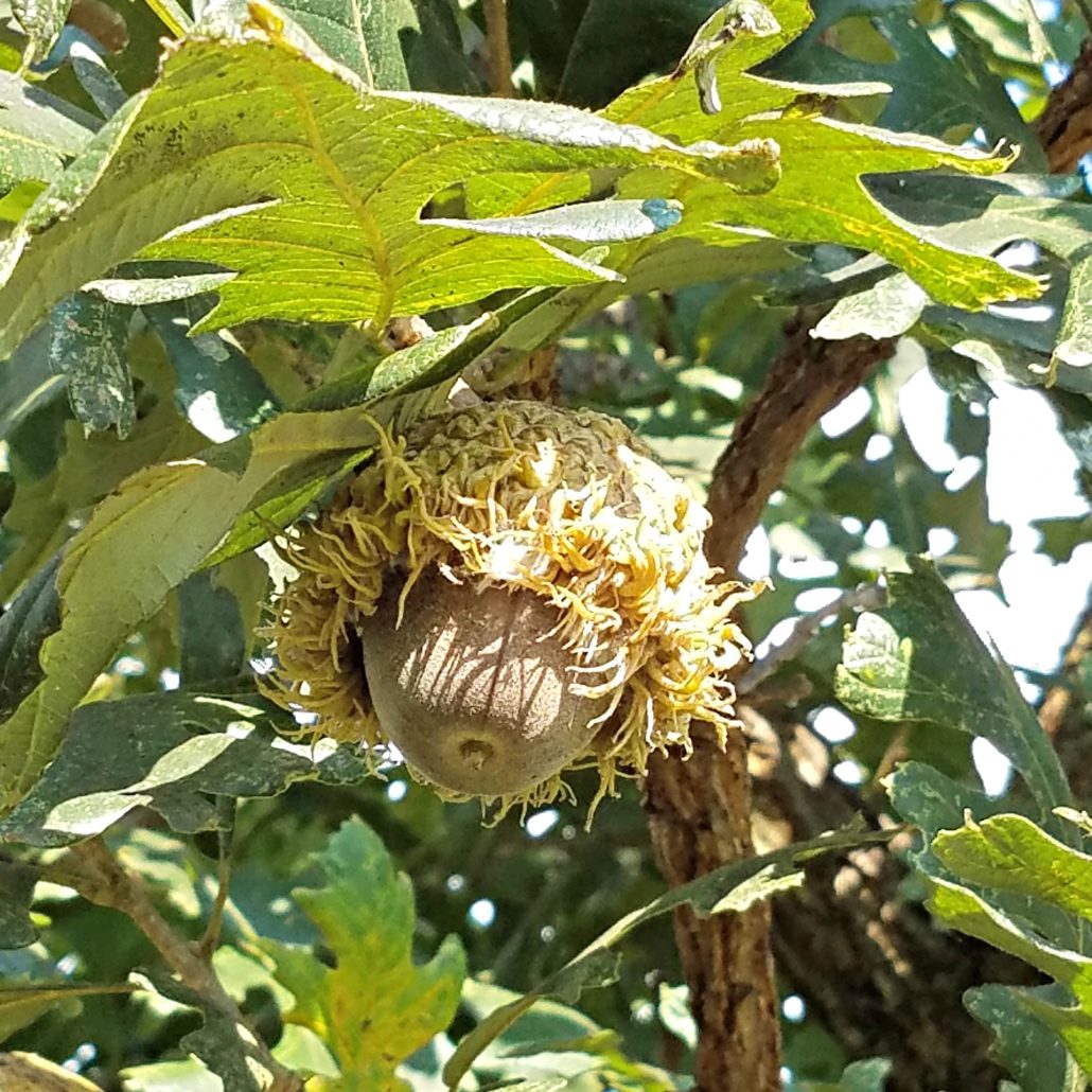 Acorns From A Bur Oak Tree