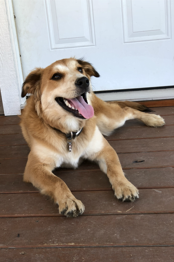 This is the reason for the patina finish on my studio door. A great way to camouflage those paw prints. #dododsondesigns #patinafinish #shopdog #furbaby