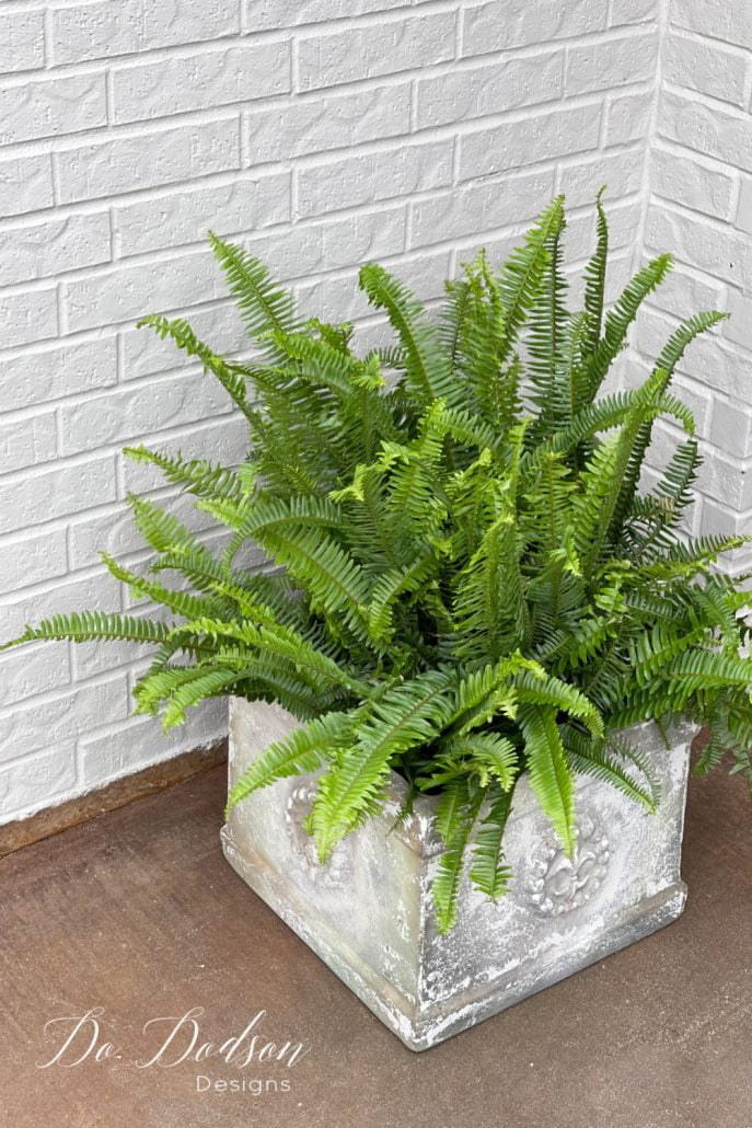 Affordable Front Porch Ferns That Are Easy To Care For