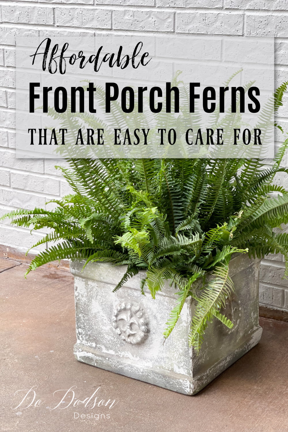 Affordable Front Porch Ferns That Are Easy To Care For