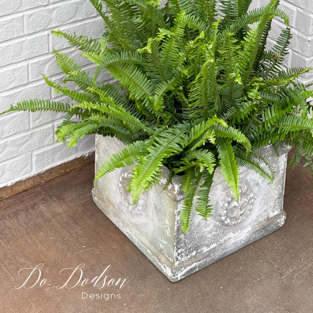 Affordable Front Porch Ferns That Are Easy To Care For