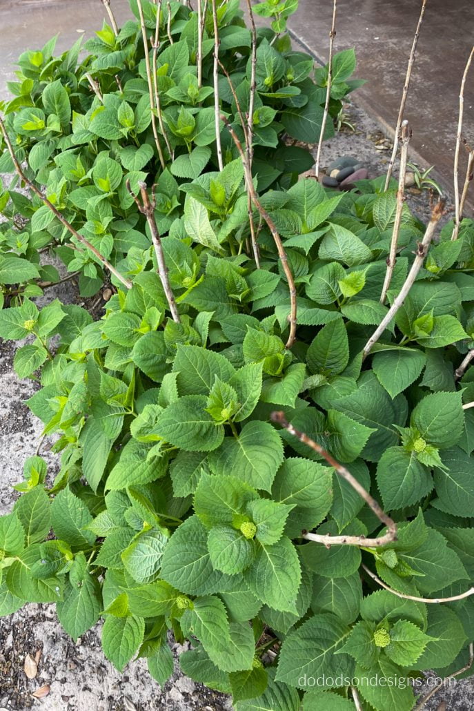 Of course, I prune or deadhead old bloom throughout the blooming season, but today I'm strictly talking about Spring pruning hydrangeas. Here's how I do it.