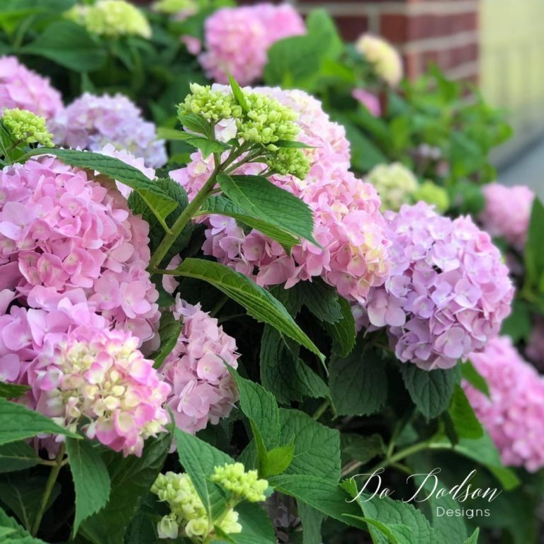 Pruning Hydrangeas Before Spring Blooms Don't Mess Them Up!