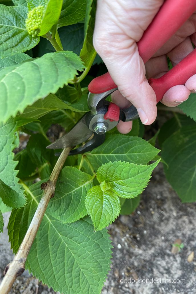 Start with the dead stems (easy to spot) and run your hand down the stem until you see the first bud or green growth. This is where you'll start pruning the hydrangea stems. Sometimes I leave a few dead stems in the middle to help support the new growth and snip off the tops.