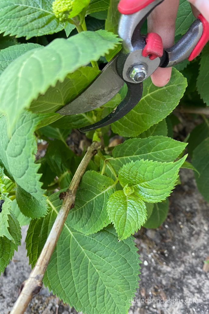 For me, I wait until I see the new growth in the Spring, and because we had such a crazy cold winter, I waited extra long to make sure I didn't over prune my hydrangeas.