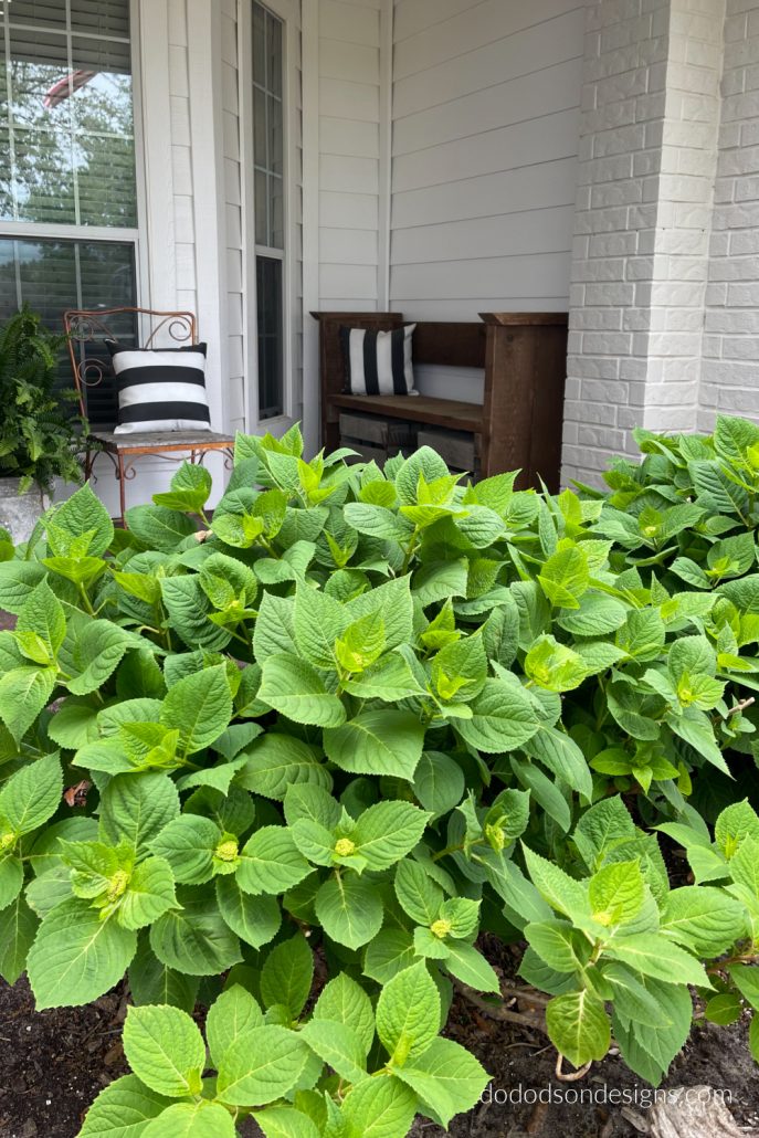 Using this method ensures that the new growth is protected when pruning hydrangeas, and since I started doing this, my Spring blooms have resulted in large luscious blooms. As big as my head, if you can believe that. 