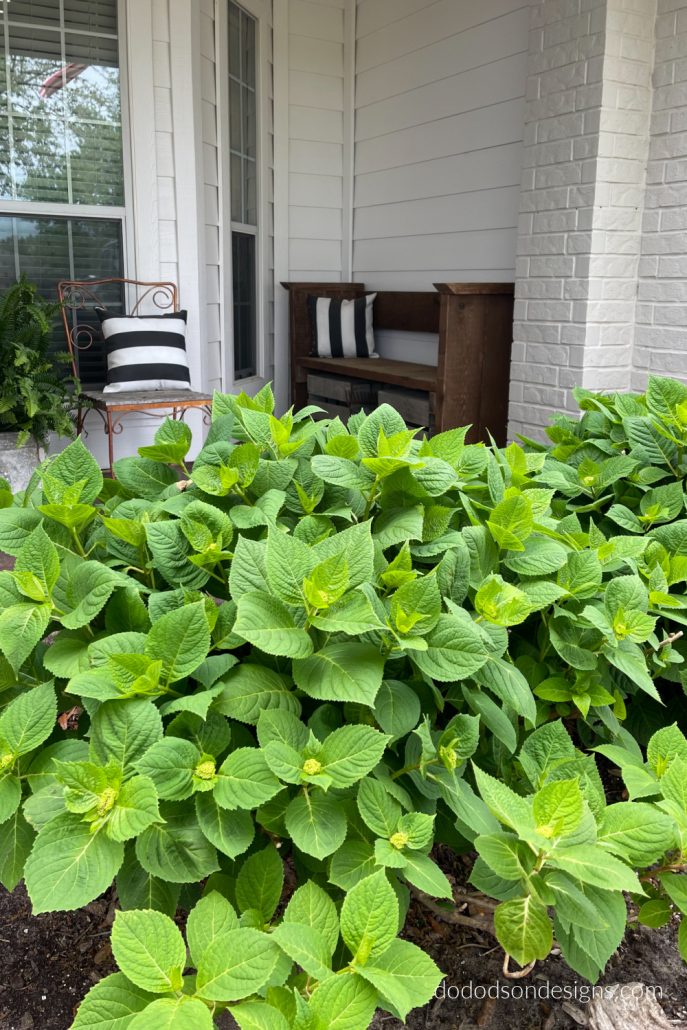 Using this method ensures that the new growth is protected when pruning hydrangeas, and since I started doing this, my Spring blooms have resulted in large luscious blooms. As big as my head, if you can believe that.