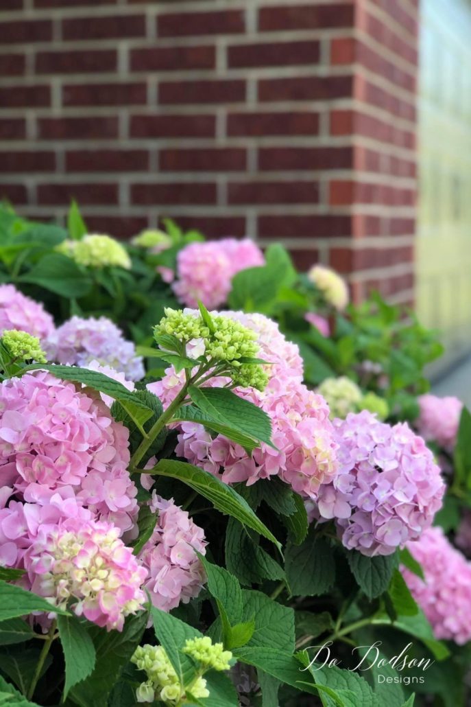 Pruning hydrangeas can be tricky in the Spring. One wrong cut, and there goes your beautiful blooms. I do this every year, and it works!
