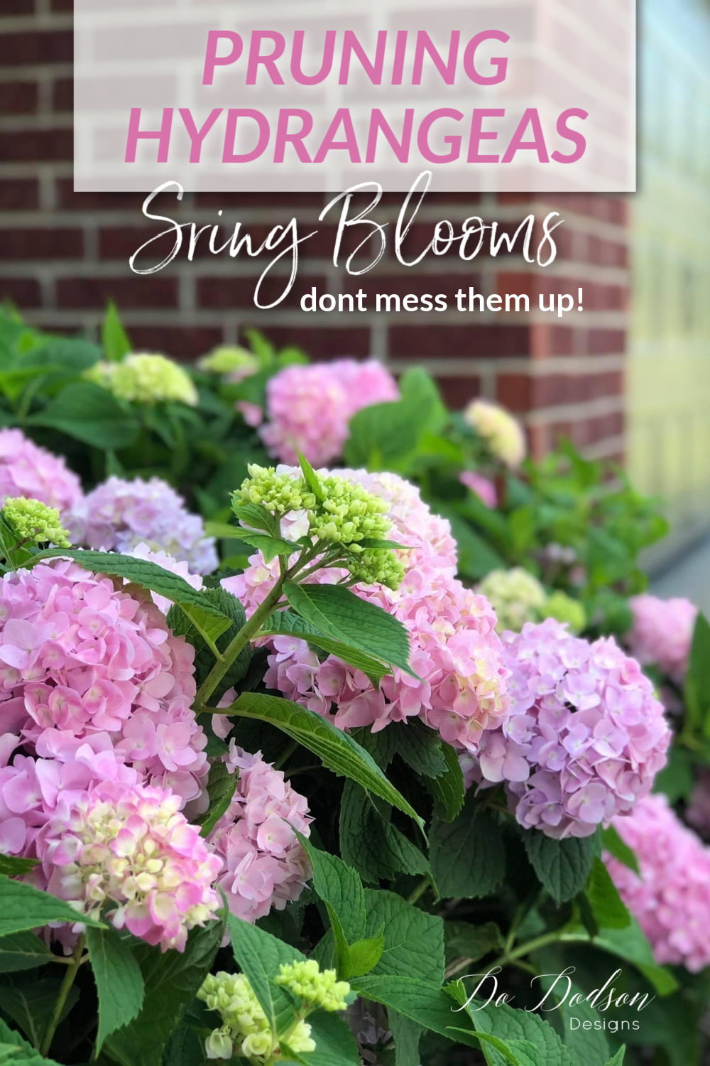 Pruning Hydrangeas Before Spring Blooms - Don\'t Mess Them Up!