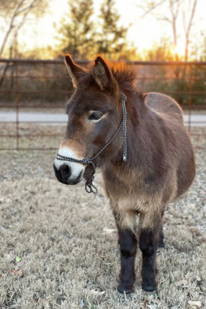 mini mule