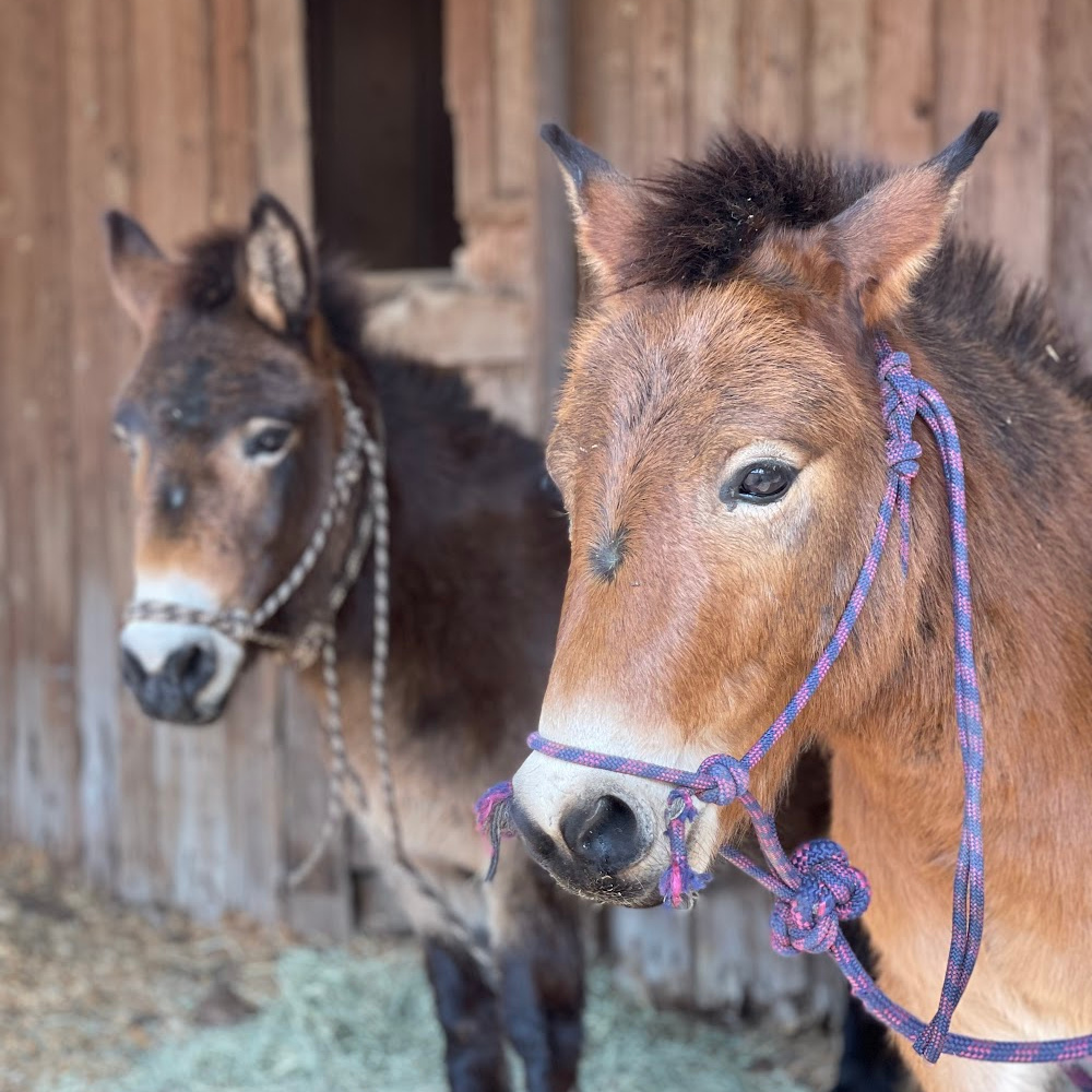 My Mini Mules Rescued From A Kill Shelter