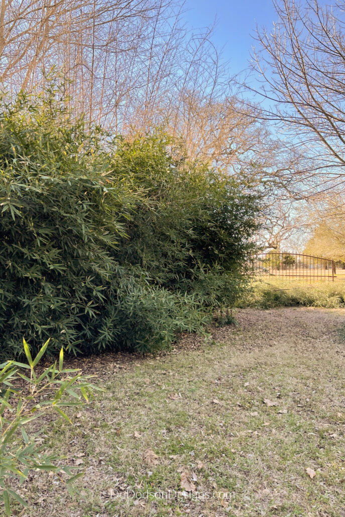 overgrown bamboo plant