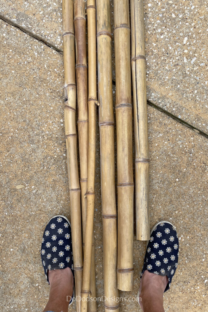 bamboo stalks
