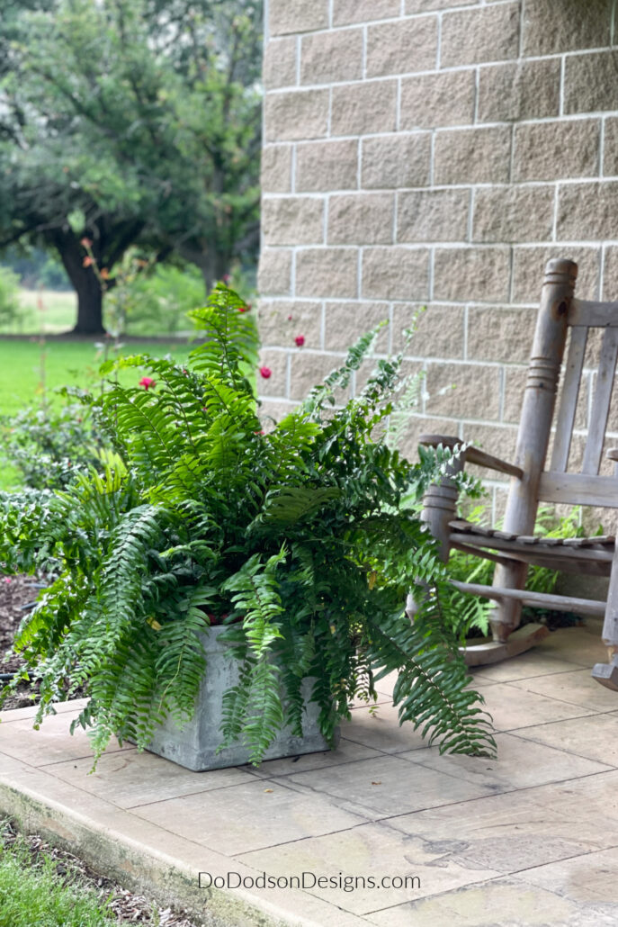 How To Water Ferns In Pots