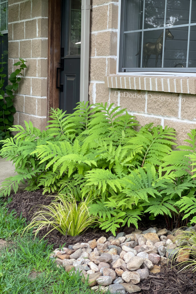 How To Use Epsom Salt For Ferns