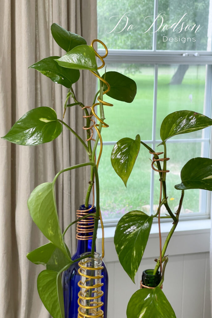 pothos plant display