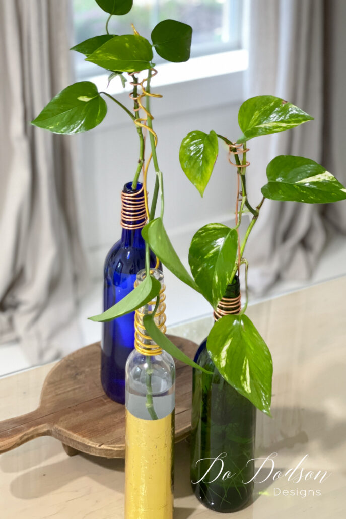 Pothos Plant Display