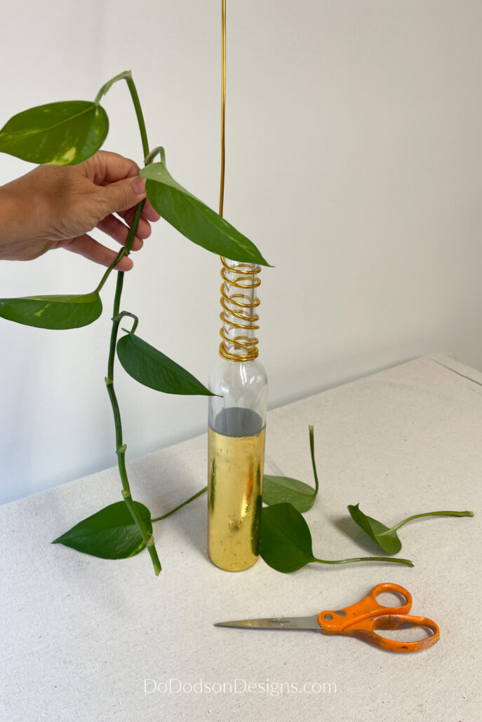 Pothos In Water Vase