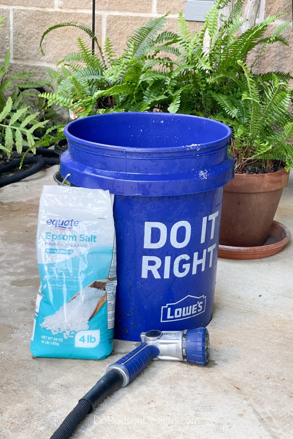 How To Water Ferns With Epsom Salt (Tips and Tricks) Do Dodson Designs