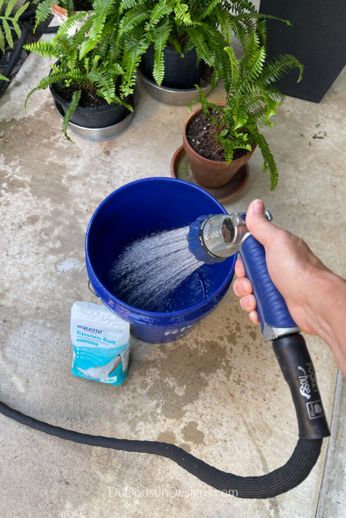 How To Water Ferns With Epsom Salt