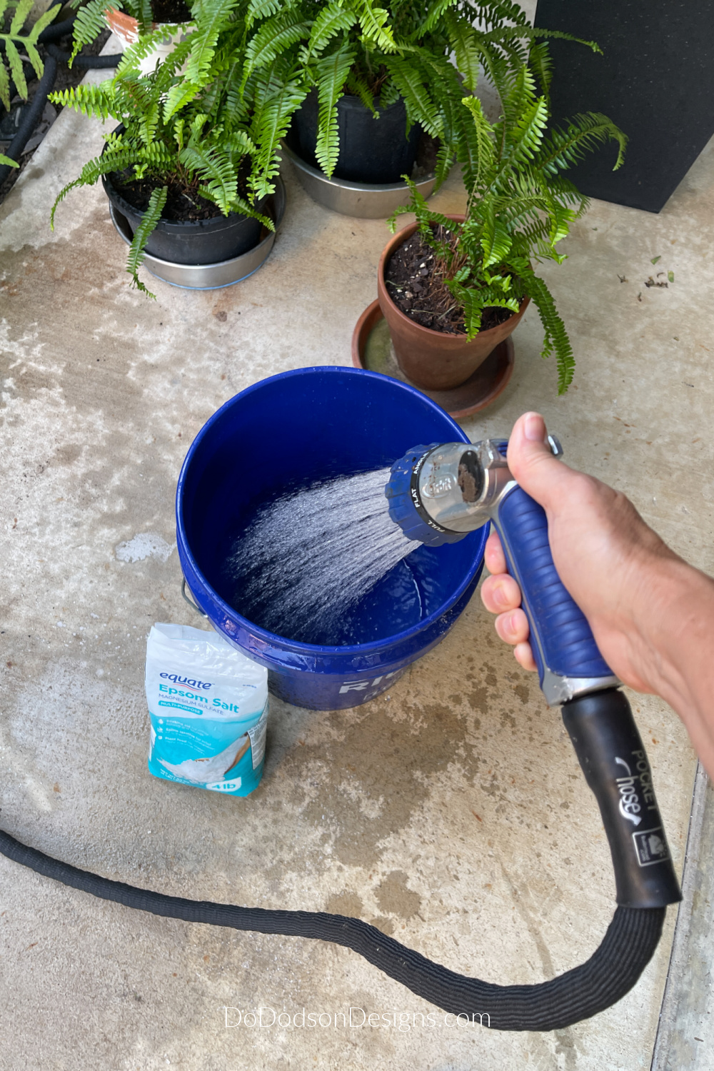How To Water Ferns With Epsom Salt (Tips and Tricks) Do Dodson Designs