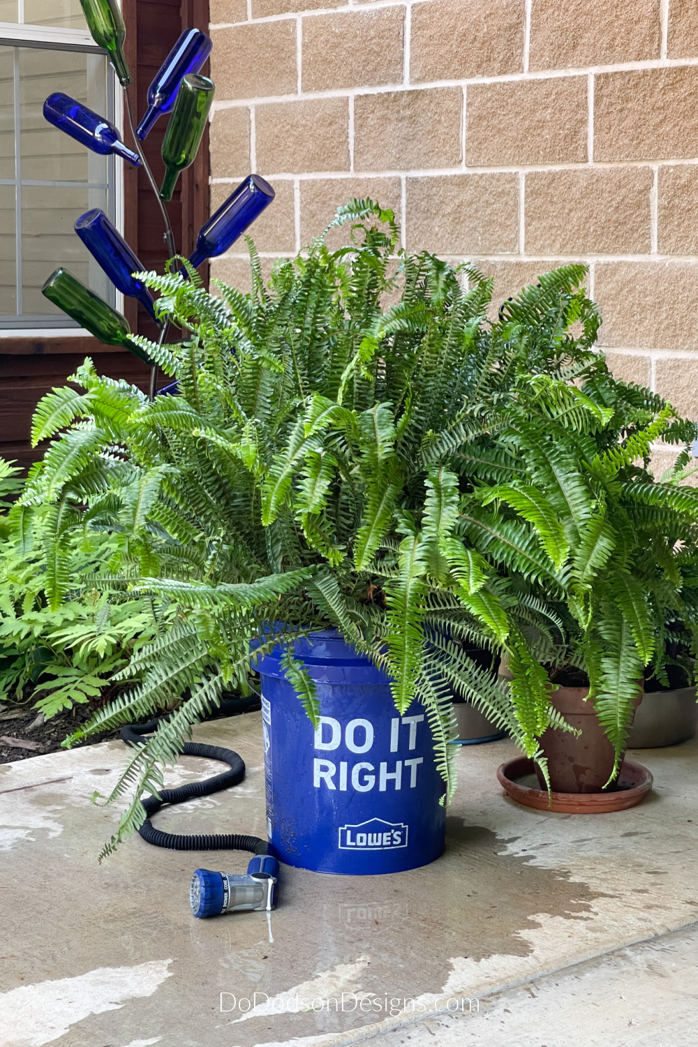 How To Water Ferns With Epsom Salt (Tips and Tricks) Do Dodson Designs