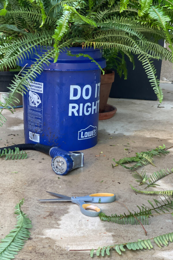 How To Water Ferns With Epsom Salt (Tips and Tricks) Do Dodson Designs