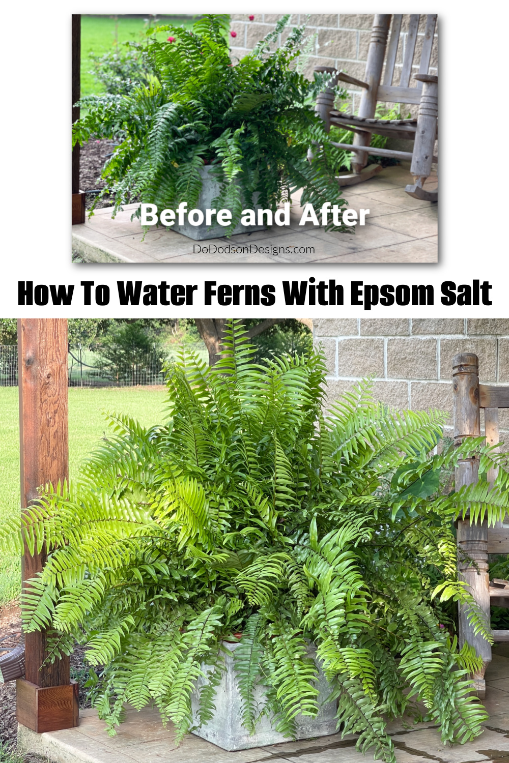How To Water Ferns With Epsom Salt (Tips and Tricks)