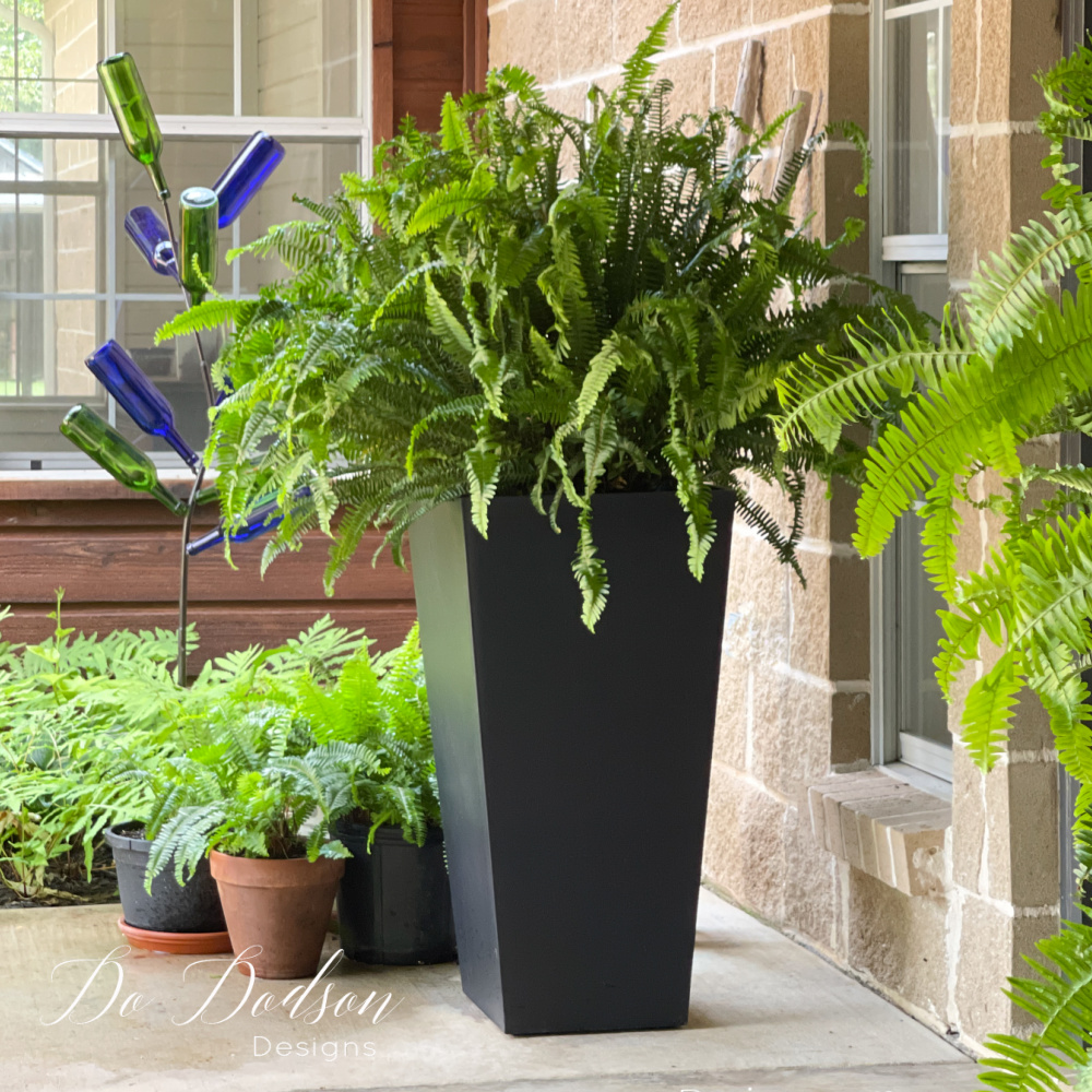 How To Water Ferns Outside