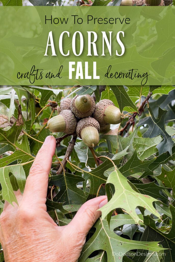How To Preserve Acorns For Crafts