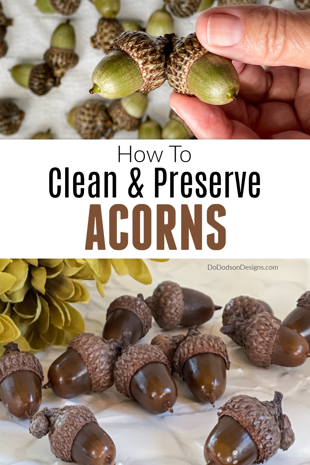 How To Preserve Acorns for Fall Crafts and Decorating - Do Dodson