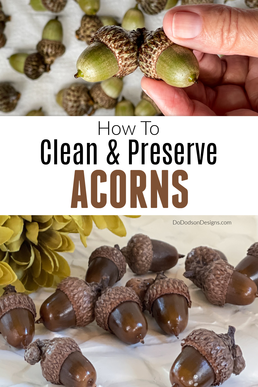 How To Preserve Acorns for Fall Crafts and Decorating