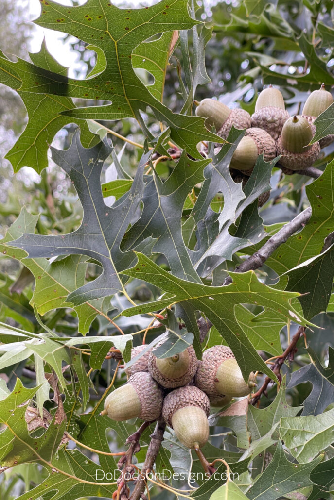 Red Oak Acorns