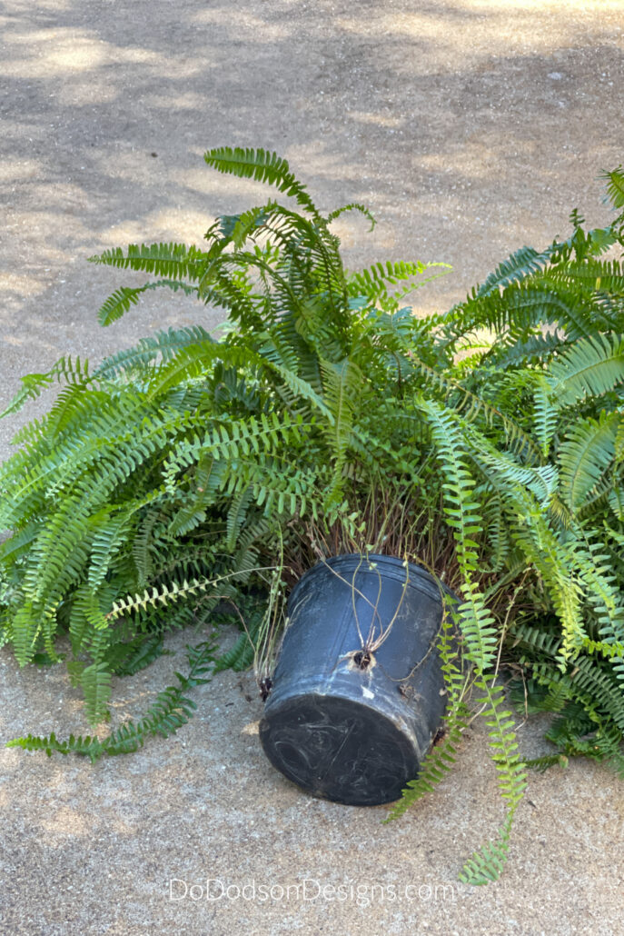 Do I need to cut back my ferns for winter?