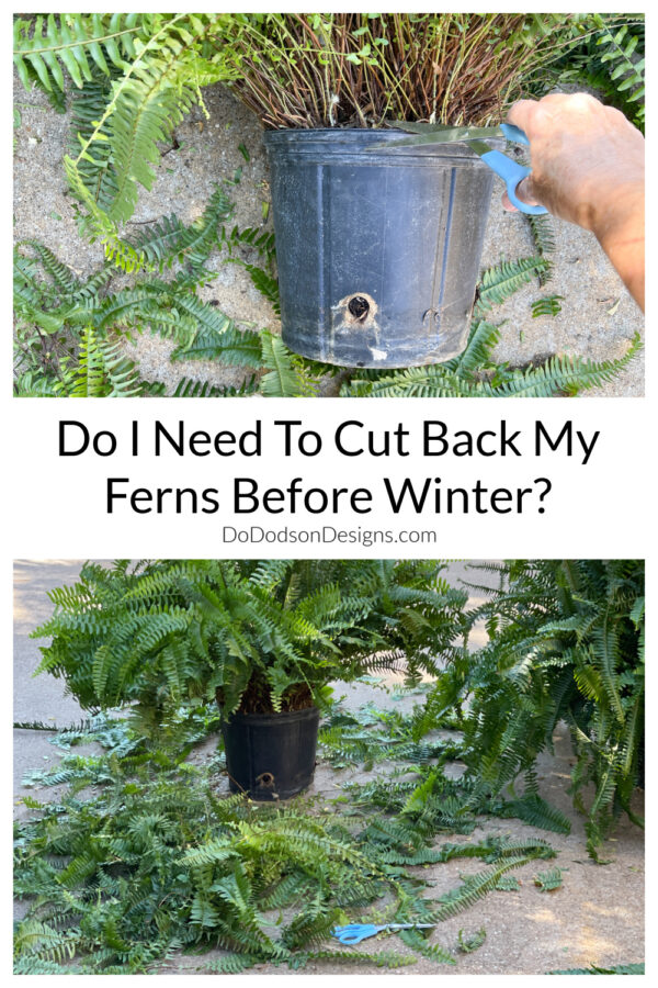 Things You Should Know To Keep Ferns Alive in Winter Months - Do Dodson ...