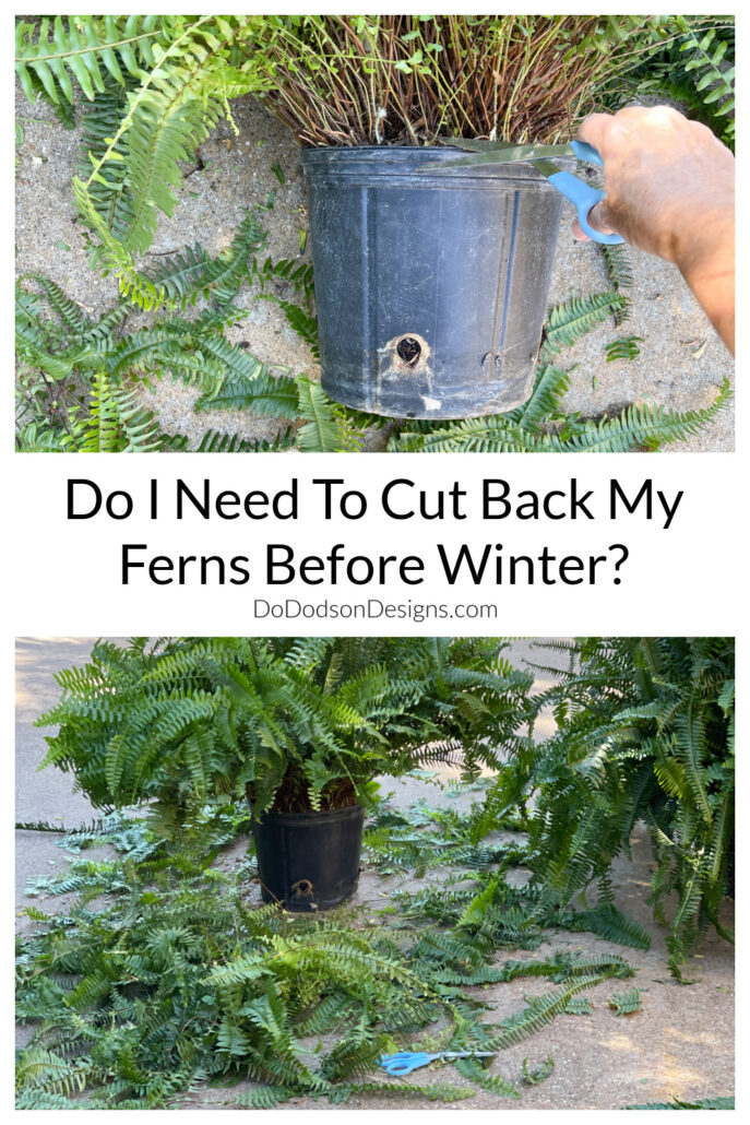Do I need to cut back my ferns for winter?