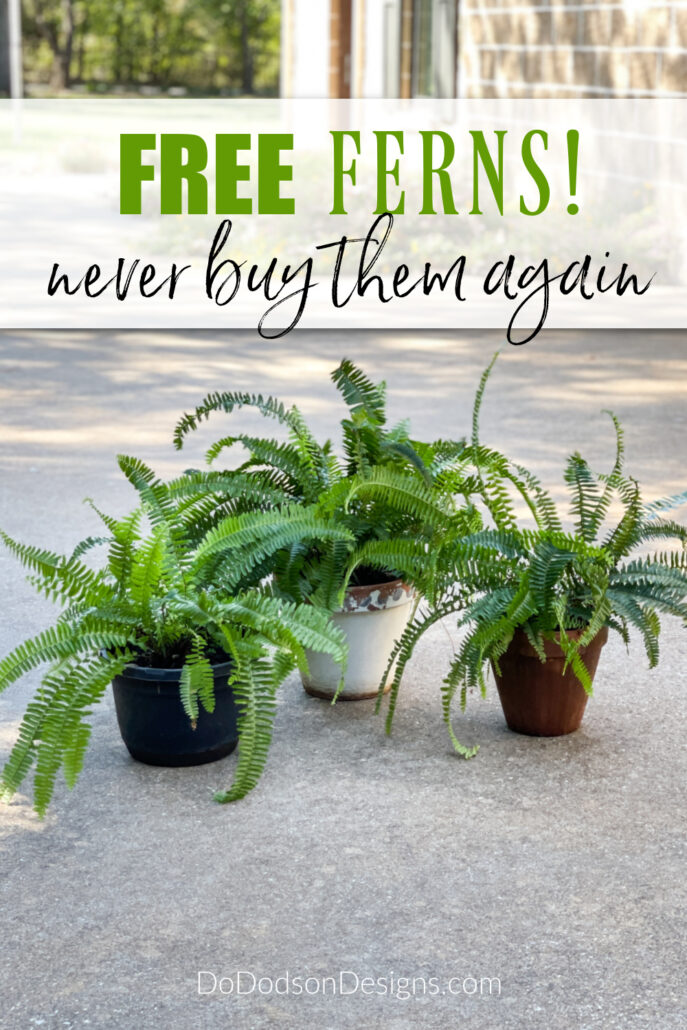 How To Divide And Repot Your Boston Fern