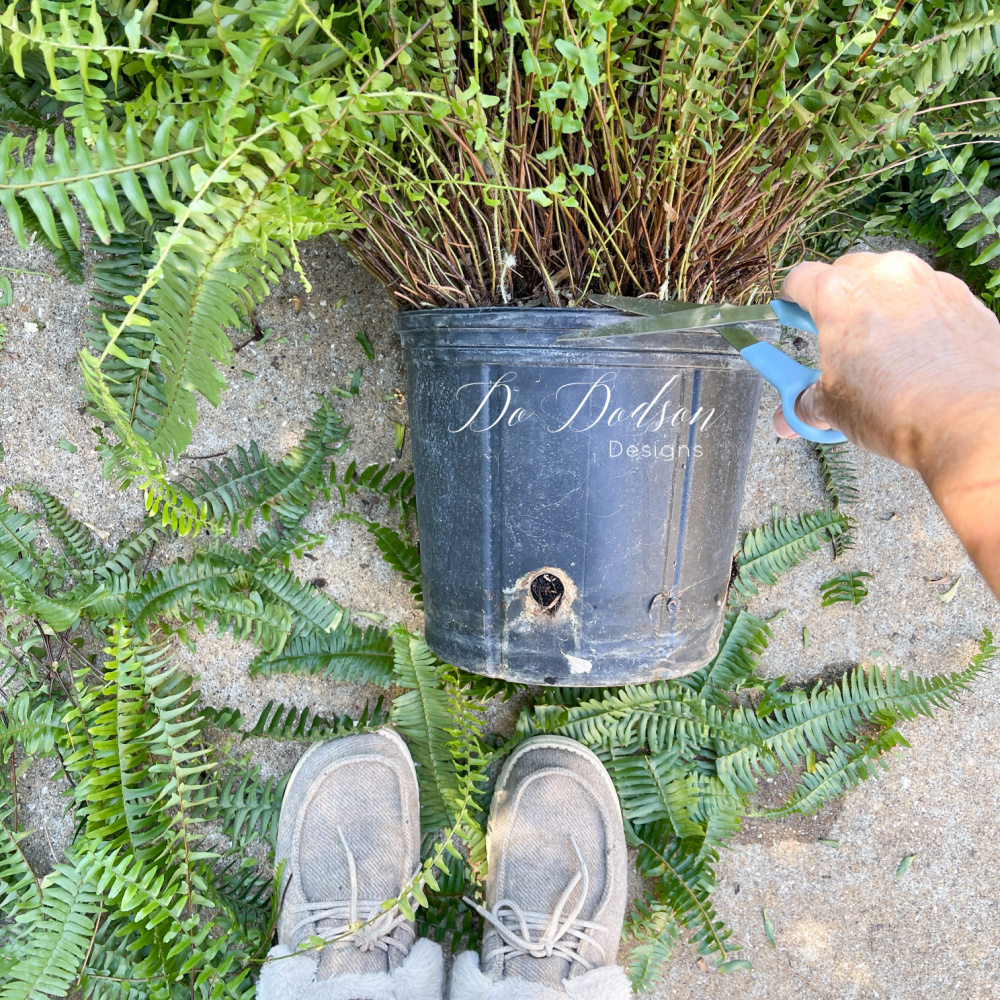 How To Keep Ferns Alive In Winter