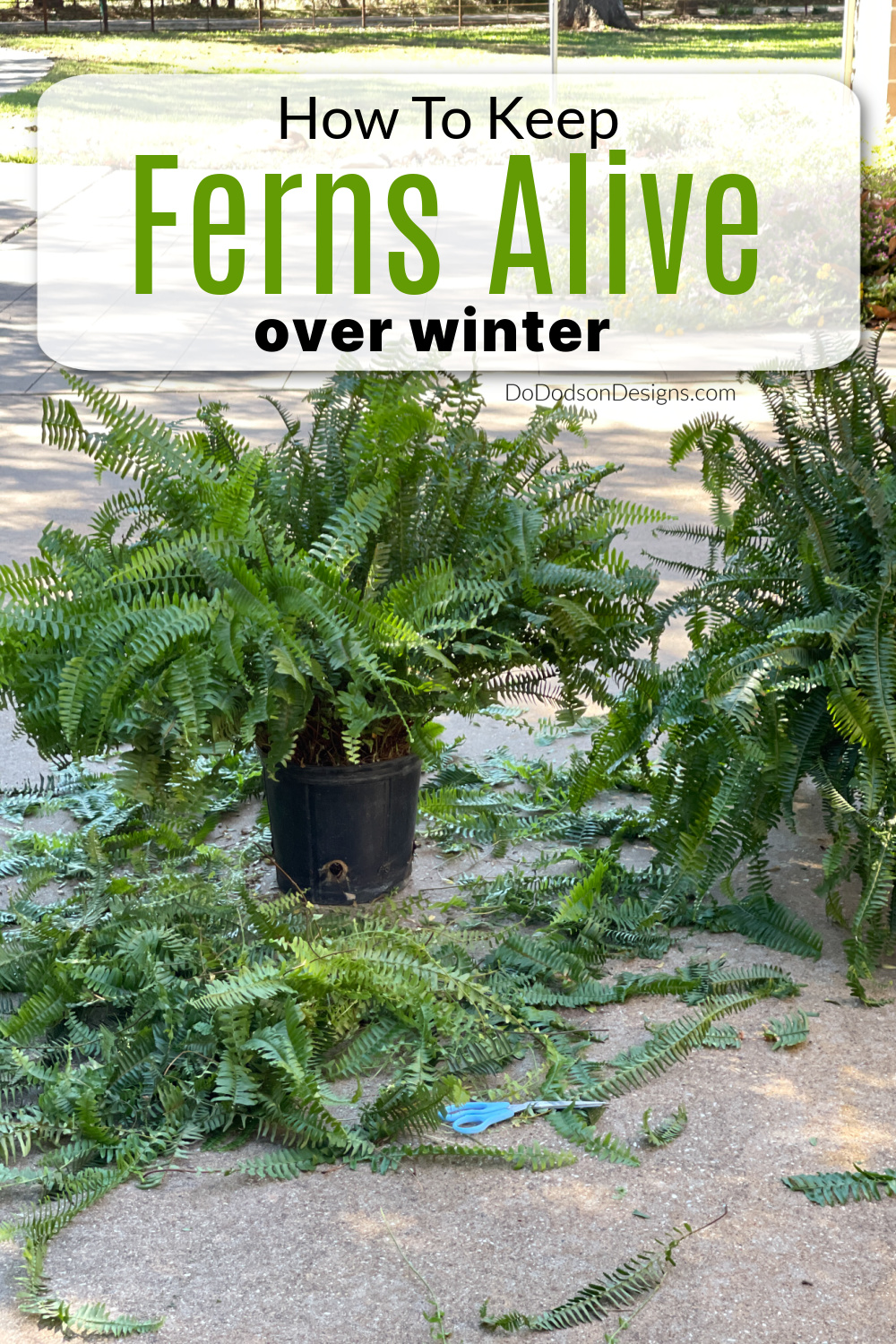 Things You Should Know To Keep Ferns Alive in Winter Months