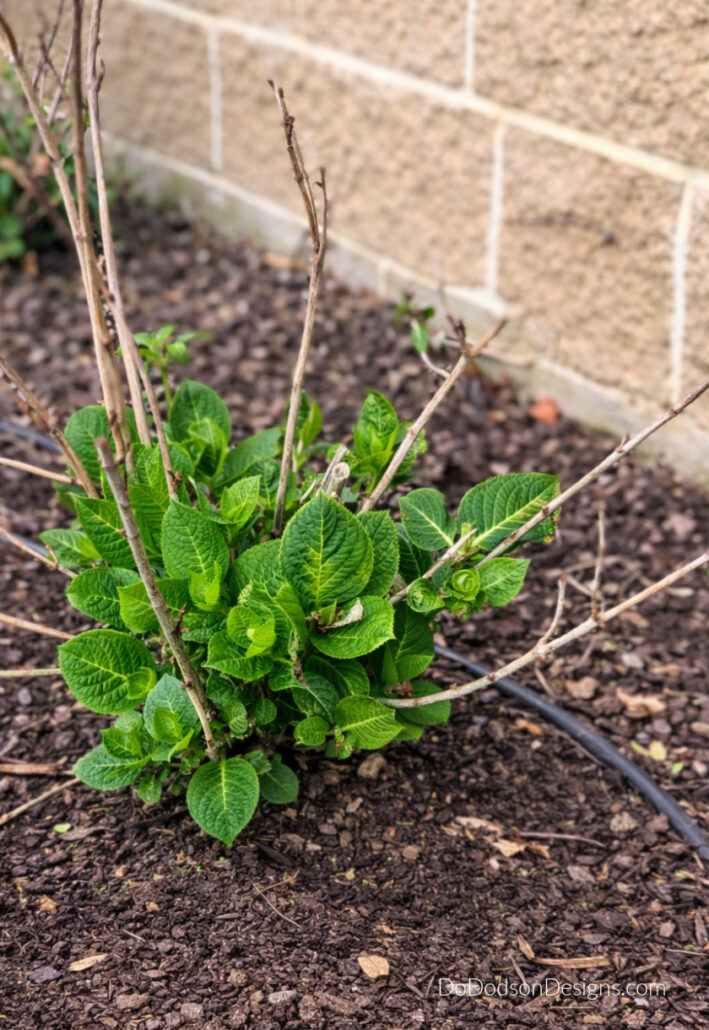 Hydrangea plant in early spring showing fresh dark green leaf growth emerging from bare stems in a mulched garden bed. 