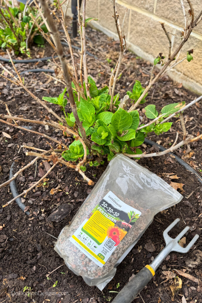 Applying granular fertilizer to hydrangea plant in early spring with new green growth, garden tool, and fertilizer bag in a mulched flower bed.