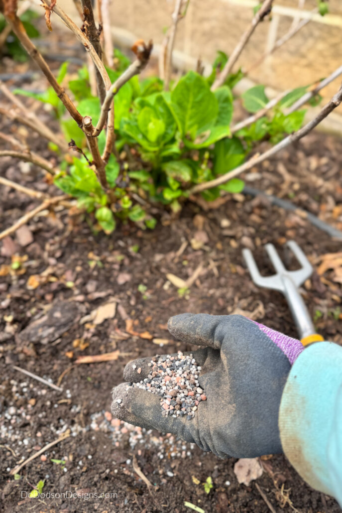Hand holding granular fertilizer while feeding hydrangea plant with new spring growth in a mulched garden bed.