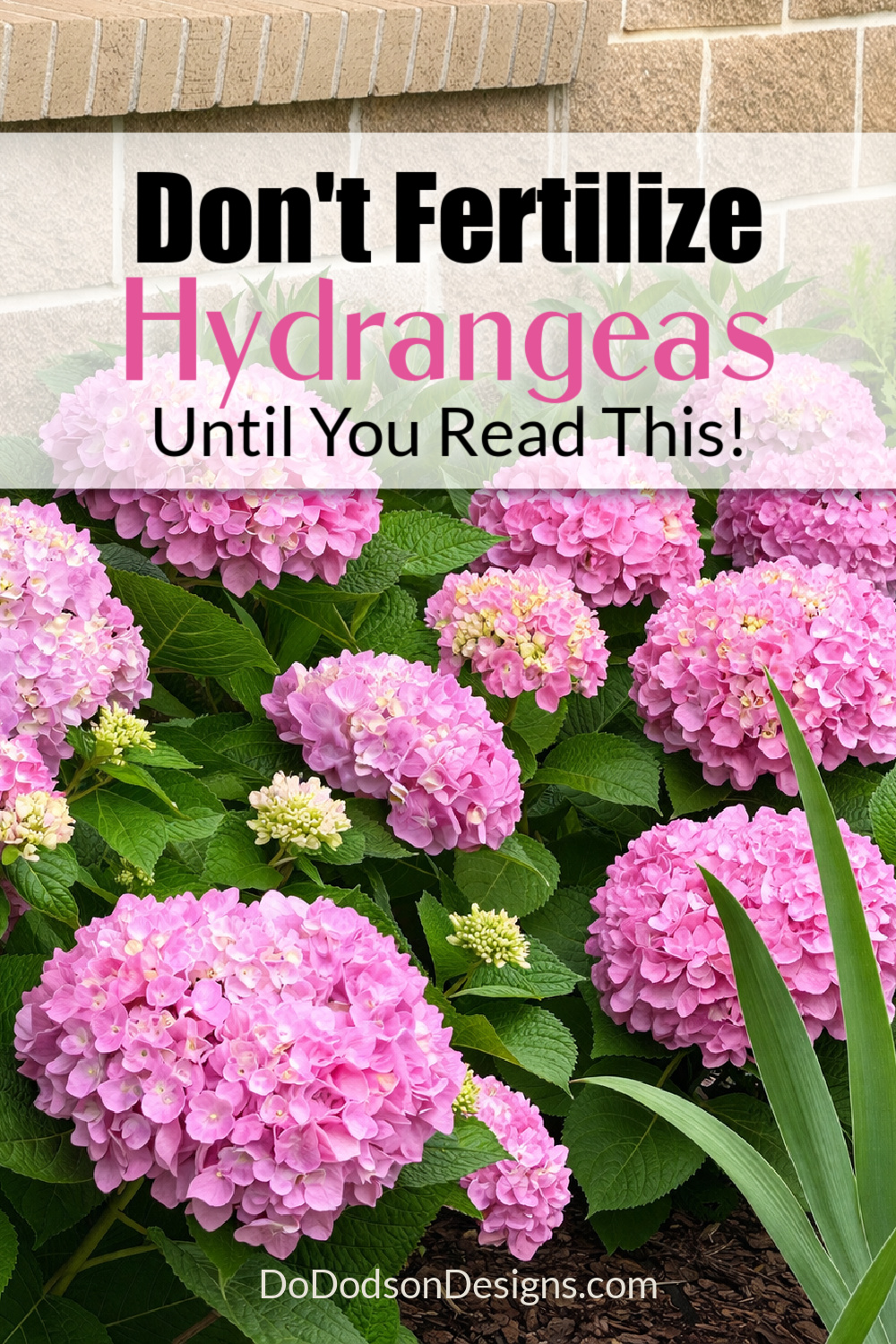 Don’t Fertilize Hydrangeas Until You Read This (Timing Matters!)