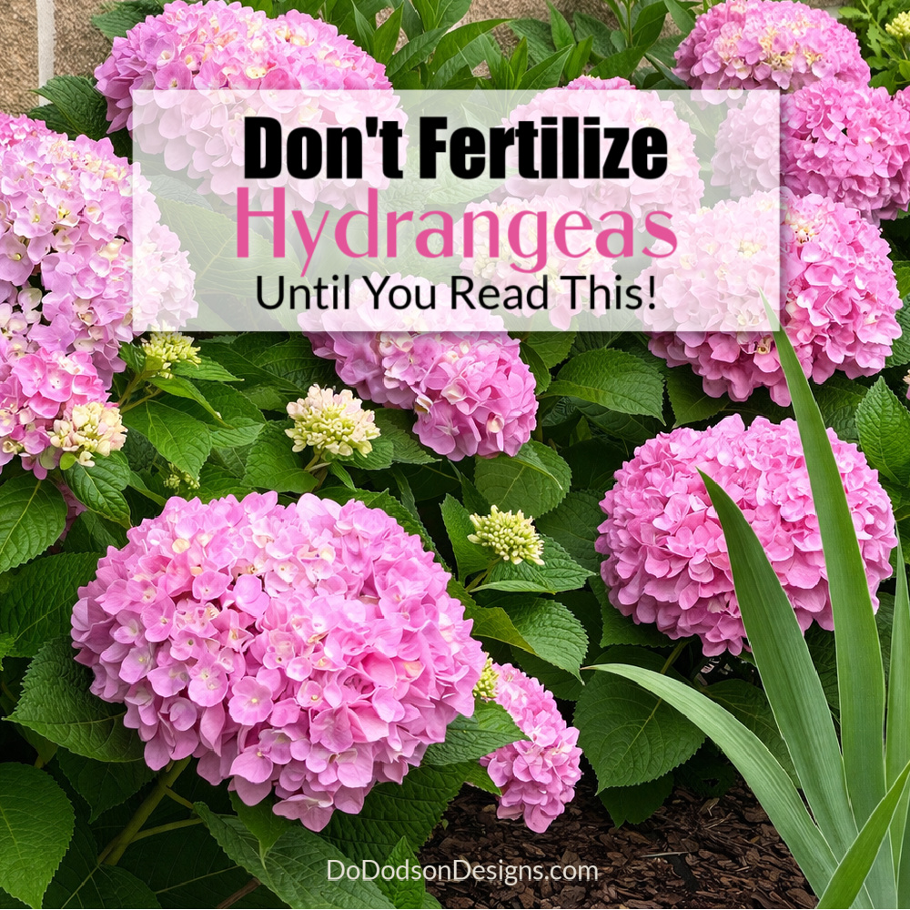 Lush hydrangea bush with large pink blooms and text about fertilizing timing for healthy garden plants.