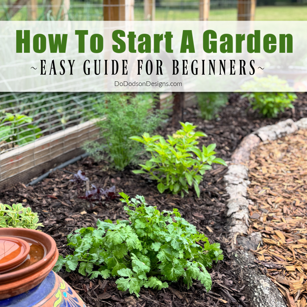 Cilantro growing in a mulched backyard garden bed with text overlay “How To Start A Garden Easy Guide for Beginners,” showing a simple beginner vegetable garden setup.