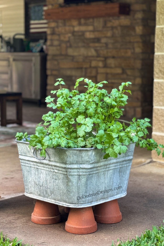 Healthy cilantro growing in a galvanized metal container garden pot elevated on terracotta feet on a backyard patio, ideal for beginner container gardening.