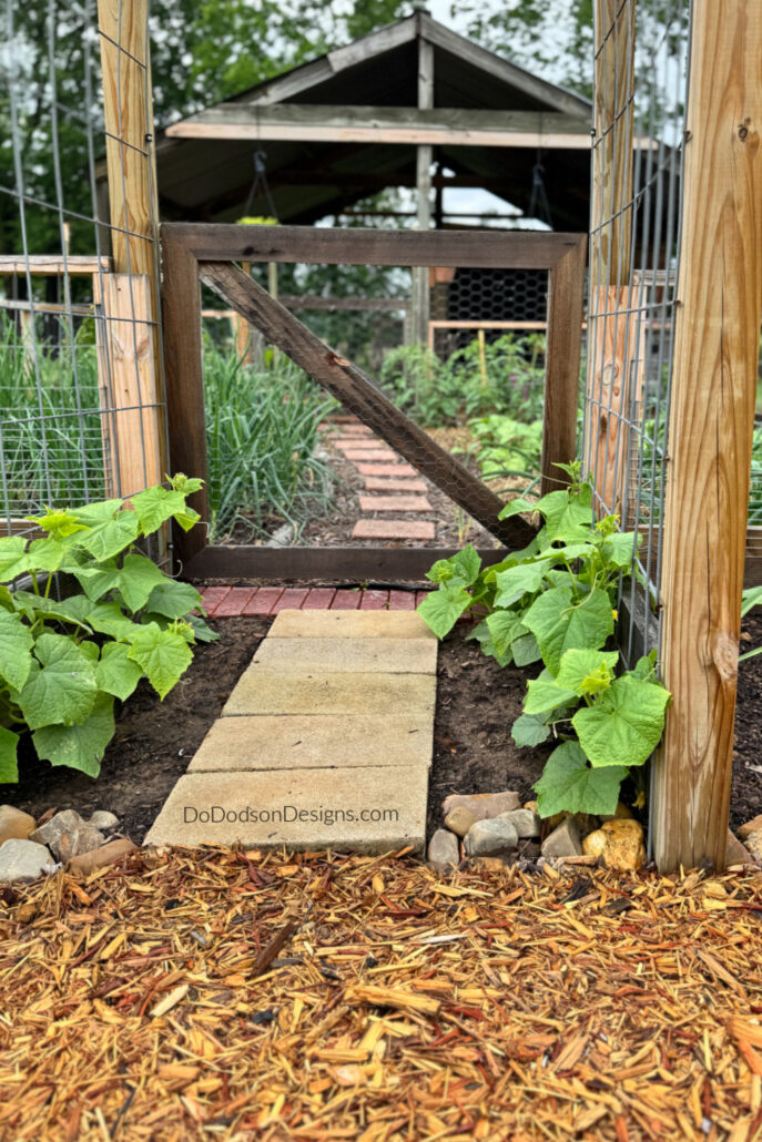 Cucumber plants growing on a trellis in a raised garden bed with a wood chip pathway and garden gate, showing vertical vegetable gardening in a backyard garden.