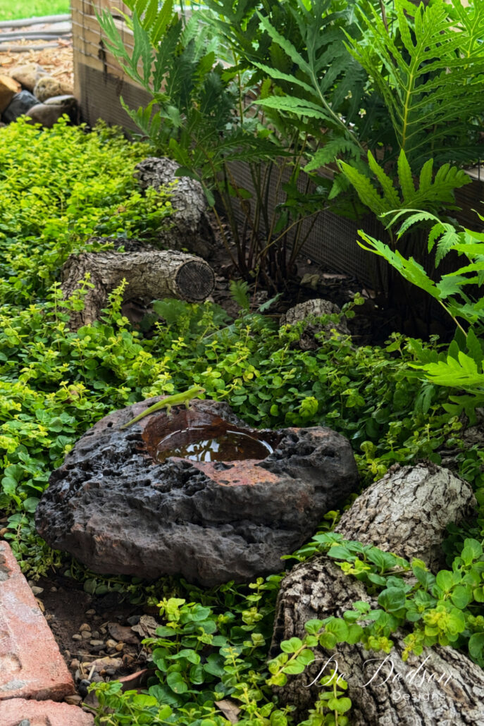 Small green gecko perched on the edge of a natural stone water basin nestled among lush ground cover, ferns, and weathered logs in a cottage garden. The tiny reptile pauses beside the fresh water source, highlighting the importance of providing water for wildlife in a backyard garden habitat.