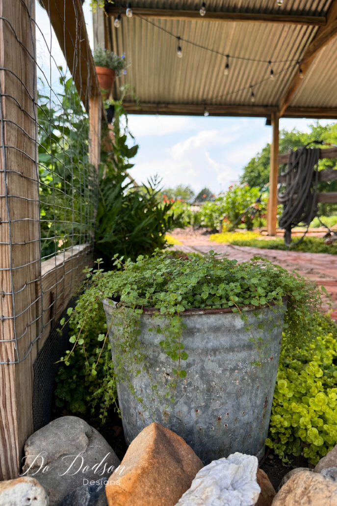 Vintage galvanized metal bucket overflowing with trailing green foliage sits among river rocks and ground cover beneath a rustic garden shed. Cascading vines spill over the rim of the weathered container, adding texture and charm to the cottage-style garden. In the background, a brick pathway, hanging plants, string lights, and lush greenery create a cozy farmhouse garden setting.