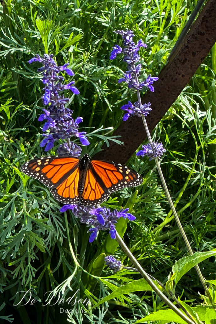Close-up of a monarch butterfly with its wings fully spread, resting on purple salvia flowers in a sunny cottage garden. The butterfly&rsquo;s vibrant orange and black markings stand out against soft green foliage and silvery leaves, while a rustic metal garden support adds texture to the natural garden setting.